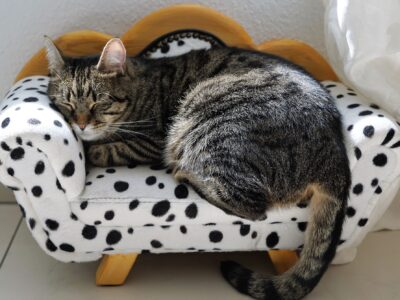 sleeping cat in a chair